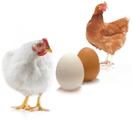 Brown vs white eggs