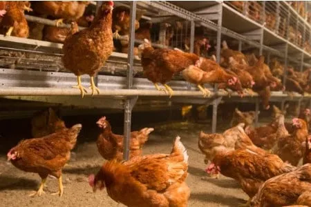 Cage Free