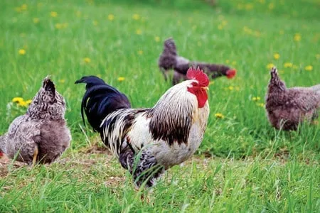 Pastureraised