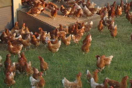 freerange