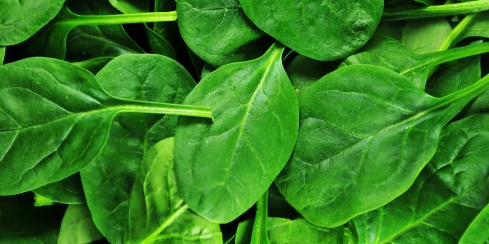 Spinach