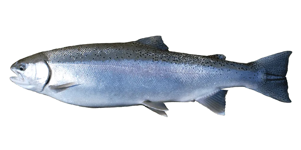 Salmon